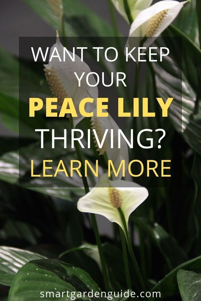 Serenity Garden Serenity Garden