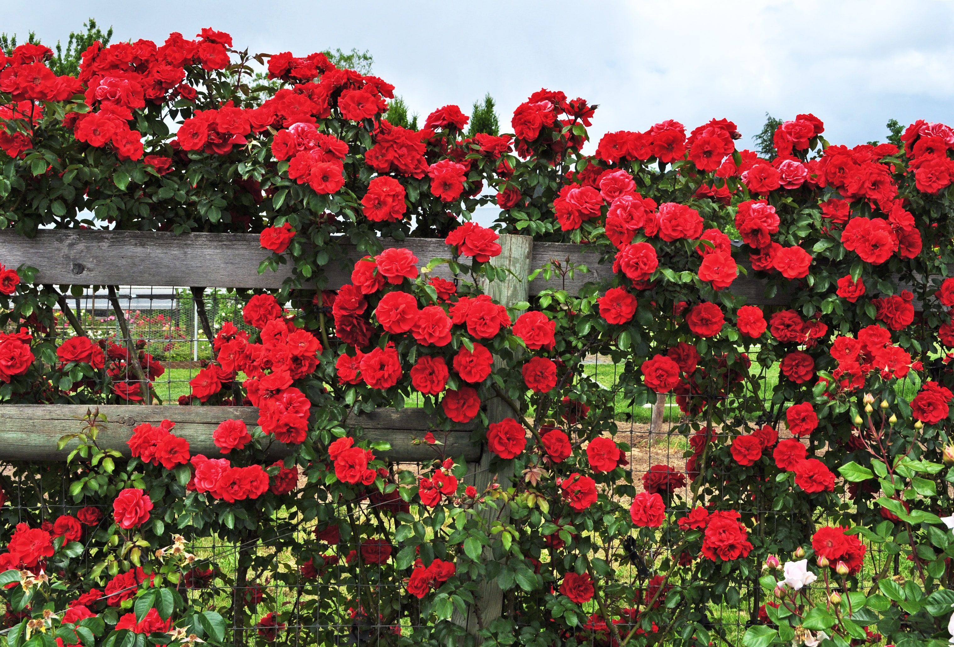 Rose Flowers