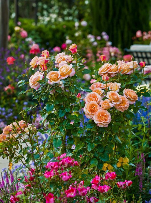 Small Rose Garden Growing Roses