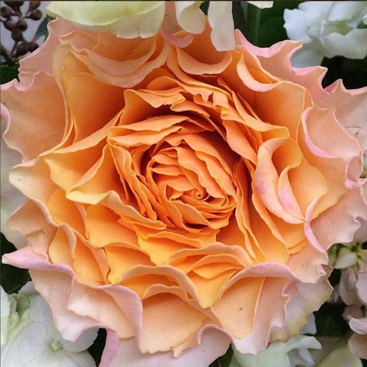 Symmetry Peach Roses