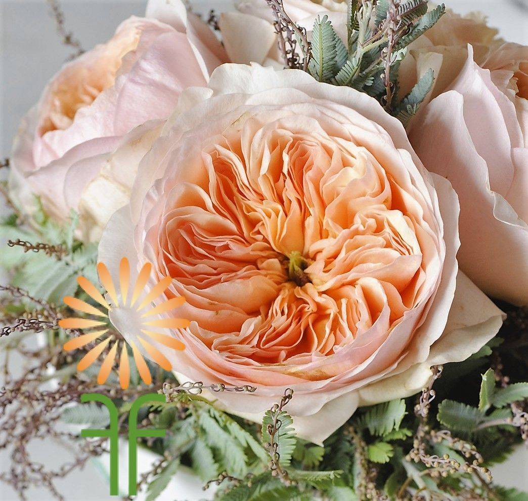 Peach And Coral Roses