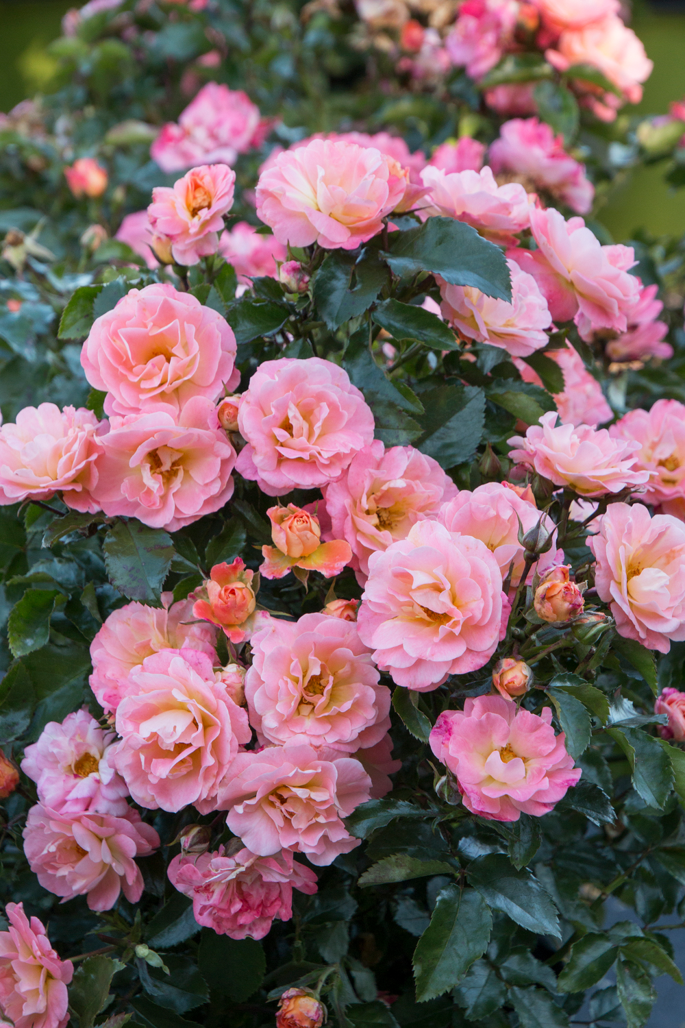 Floribunda Rose Tuscan Sun Flowering Shrub