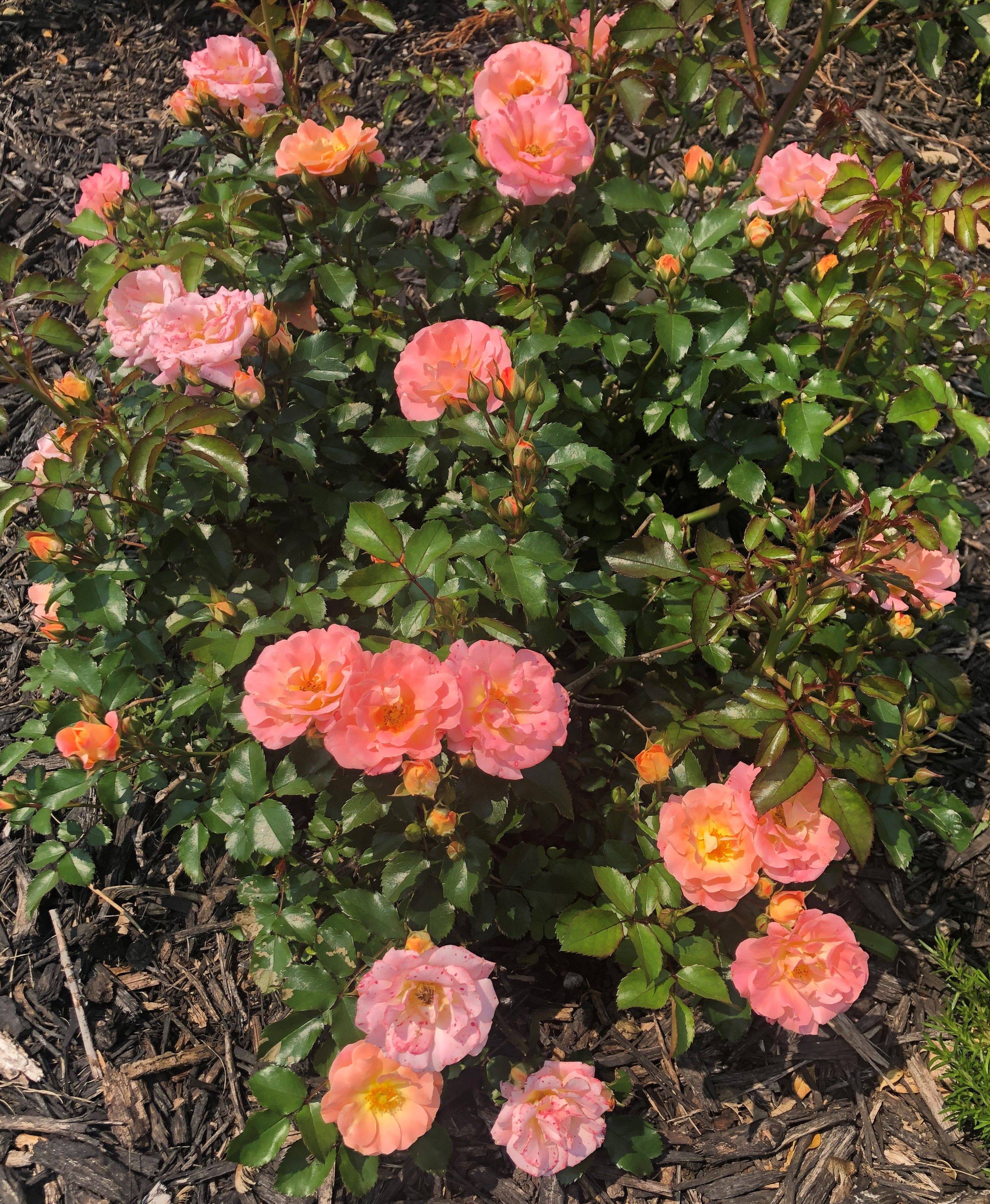 Peach Drift Groundcover Rose