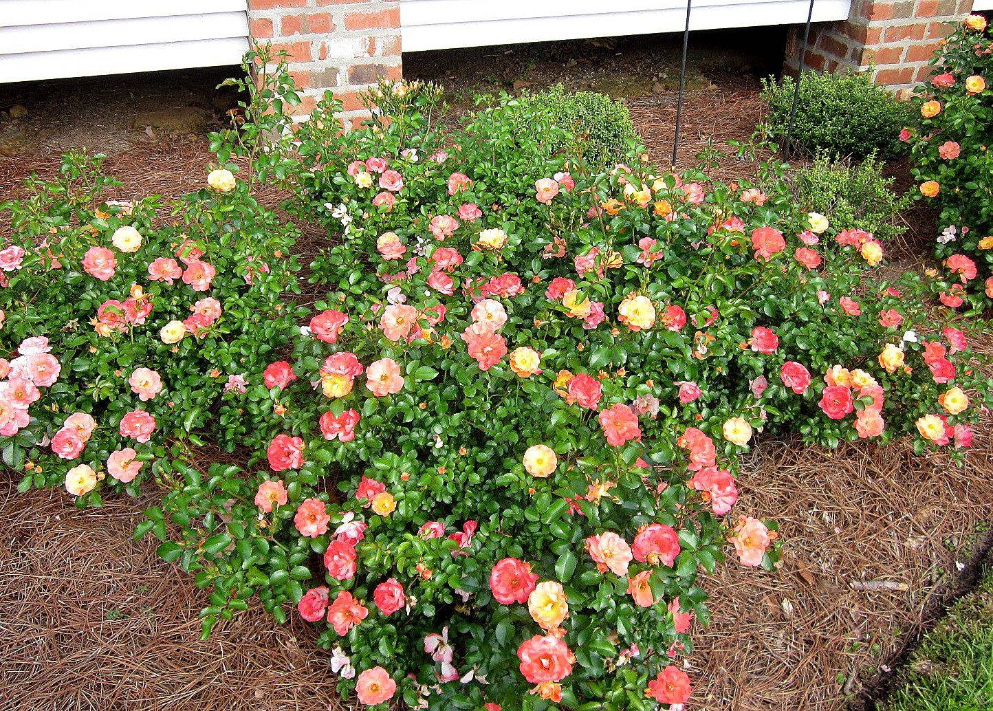 Buy Drift Roses Online