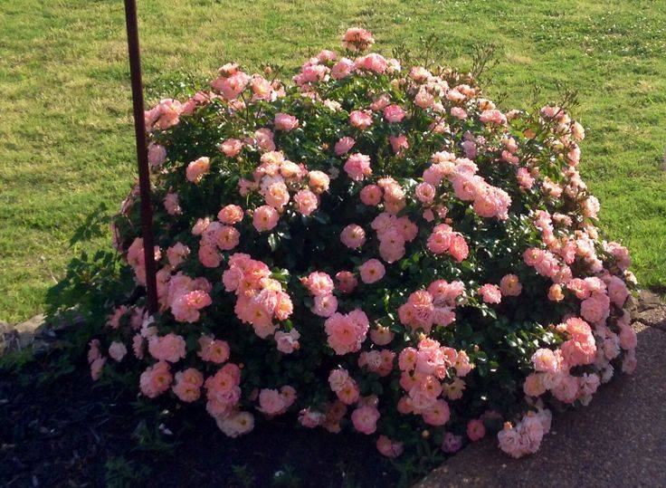 Front Yard Plants