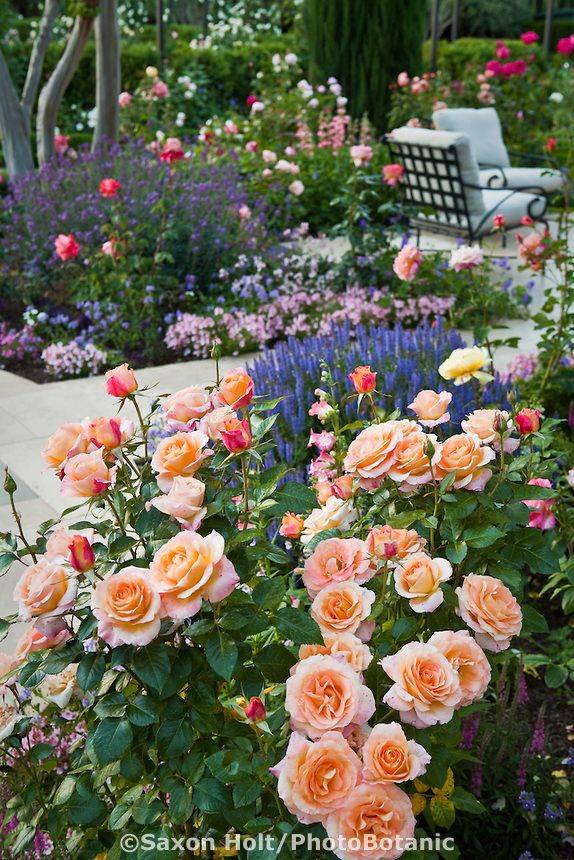 Peach Drift Roses Drift Roses