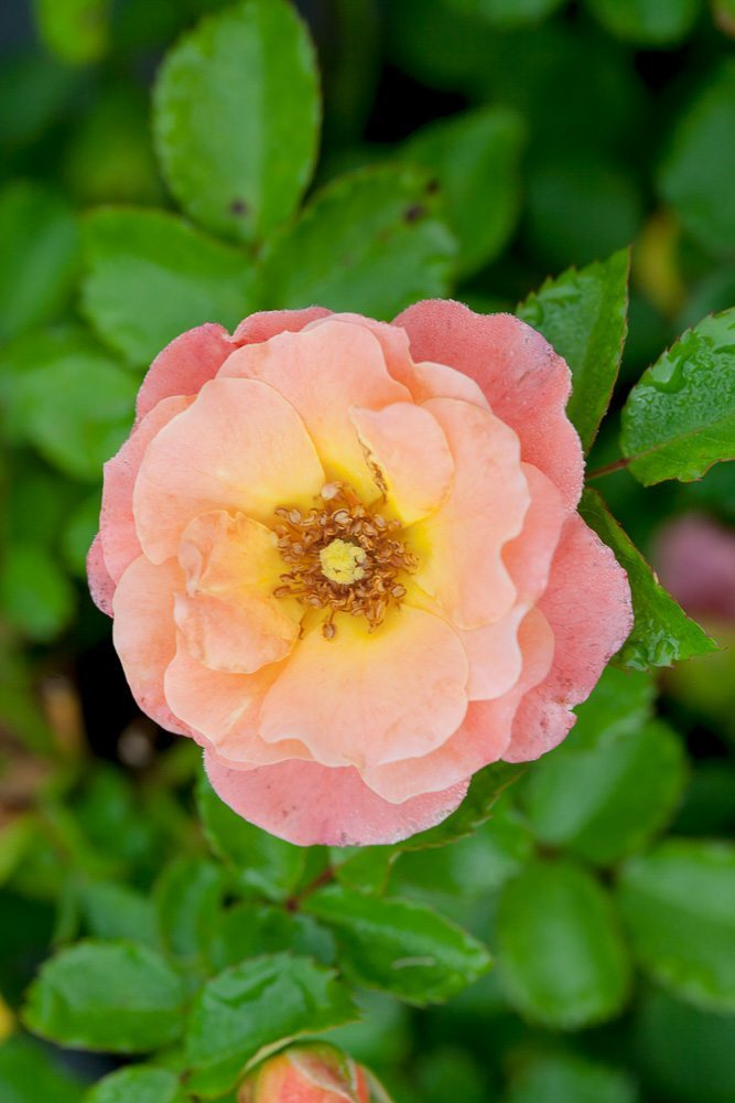 Gardenia Radicans Daisy