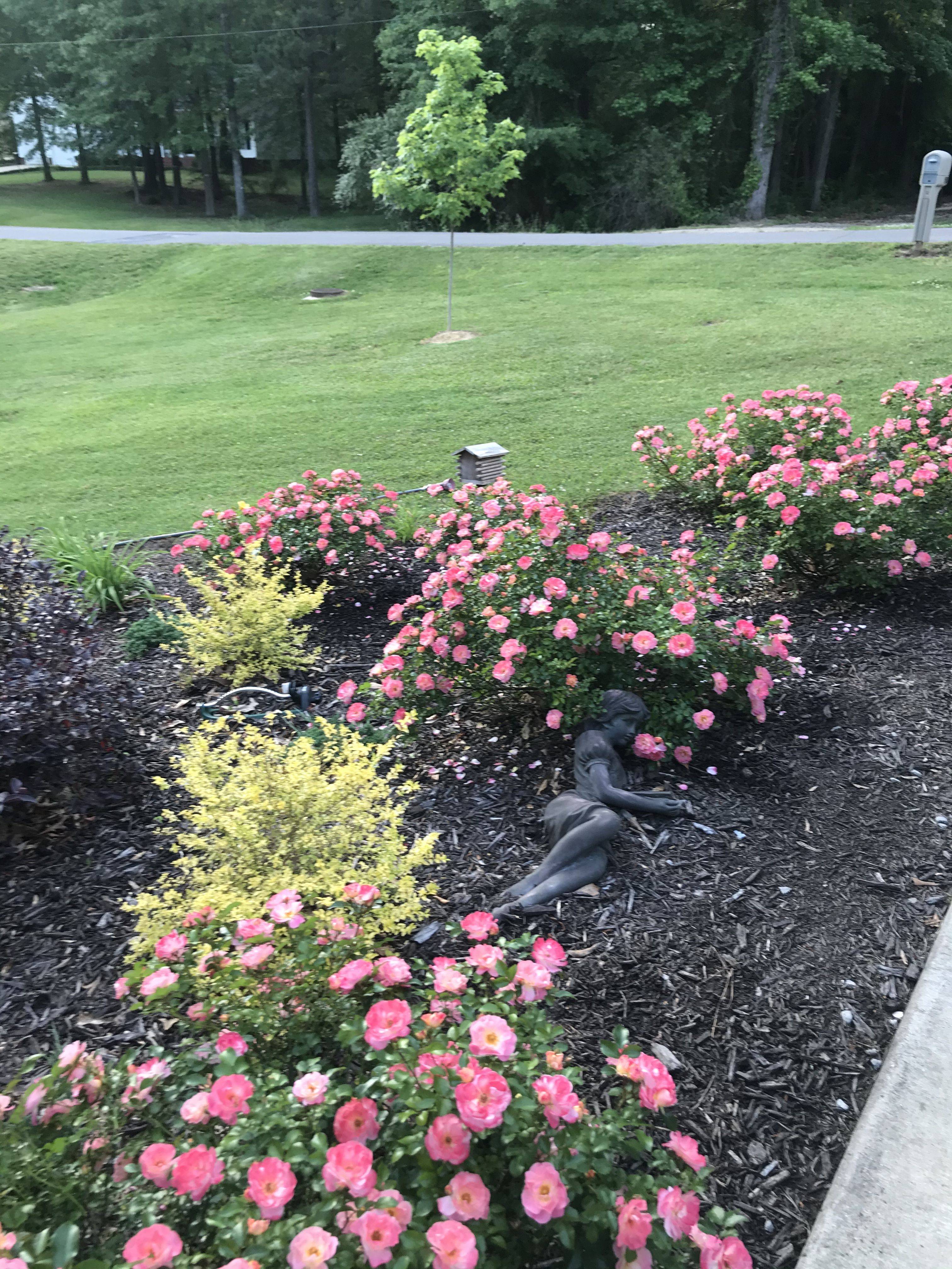 Peach Juliet Garden Roses