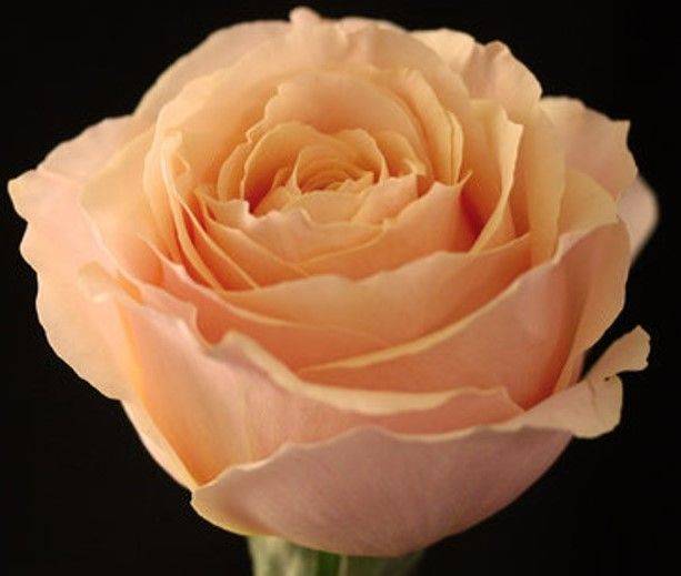 Peach Parasol Garden Spray Roses