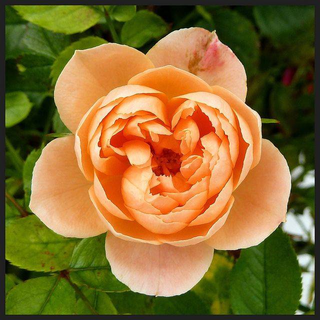 Peach Rose Drift Peach Roses
