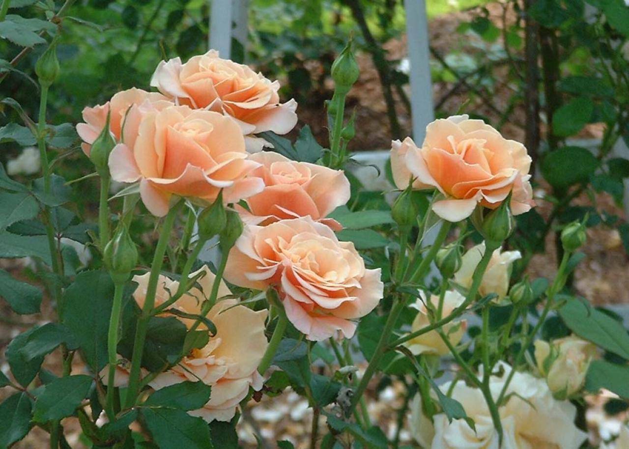 Rose Varieties