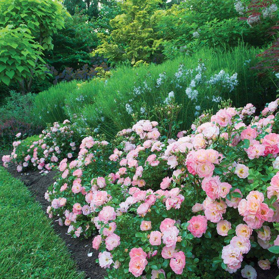 Peach Garden Roses