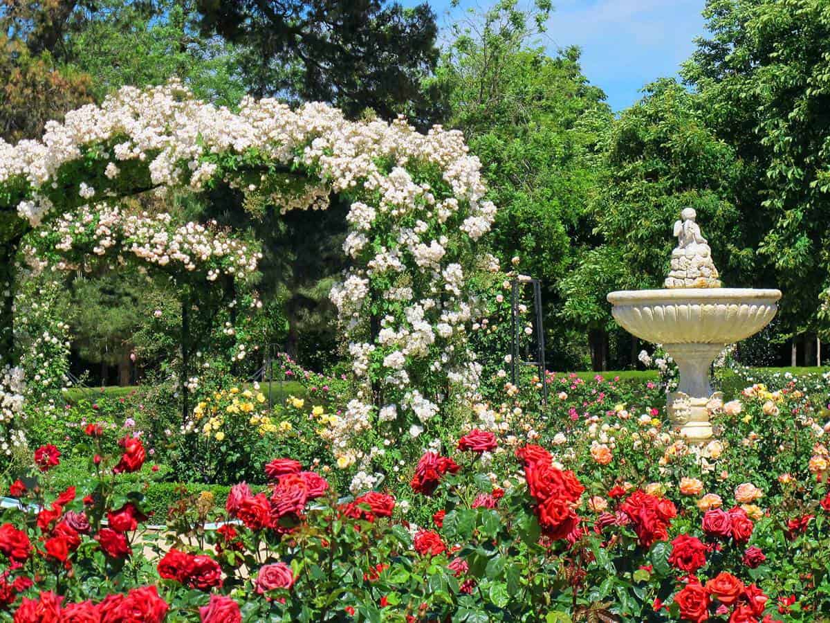 David Austin English Rose Garden