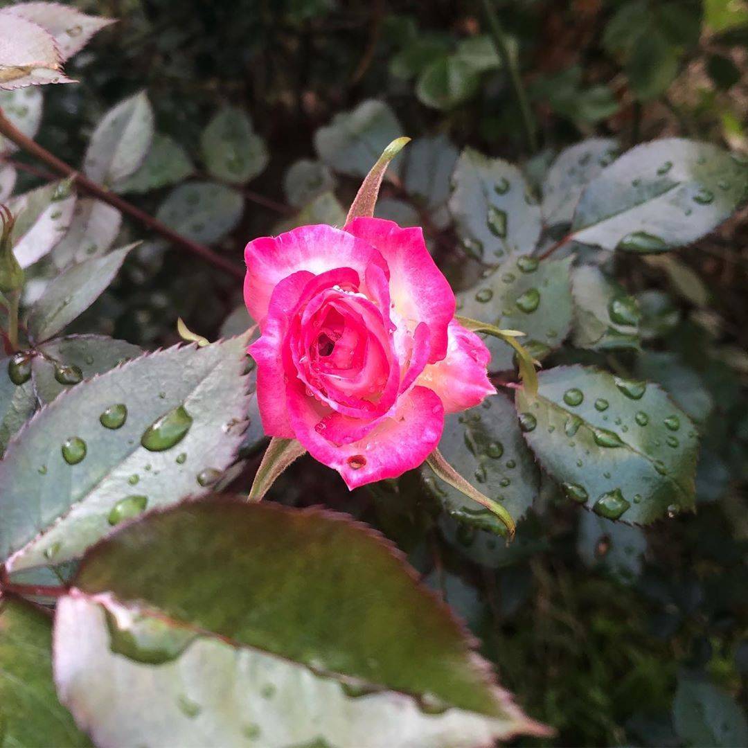 Secret Garden Rose Variety Personalized Wedding Ideas We Love