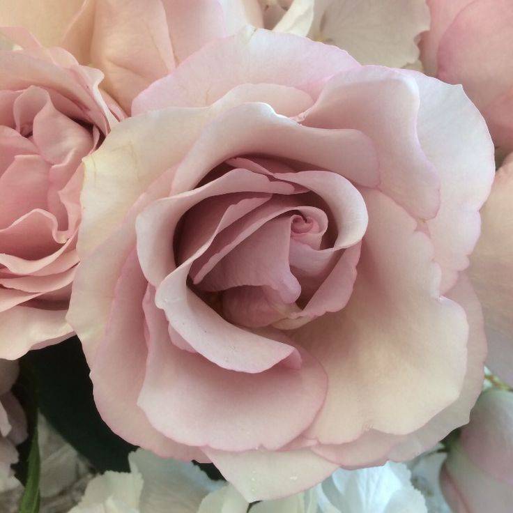 Secret Garden Rose Variety Personalized Wedding Ideas We Love