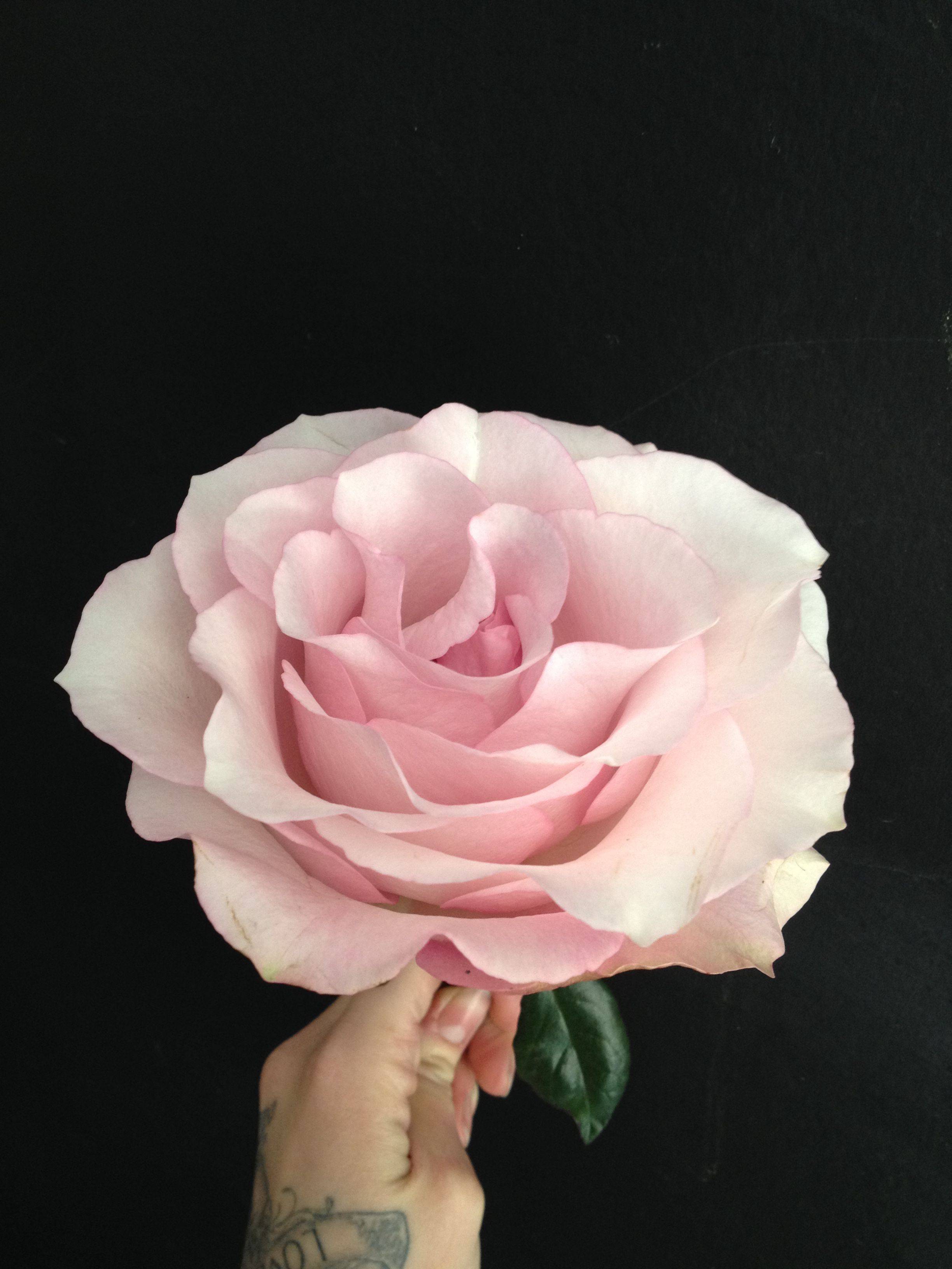 Secret Garden Rose Variety Personalized Wedding Ideas We Love