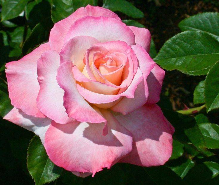 Secret Rose Garden Shabistari Wedding Ideas