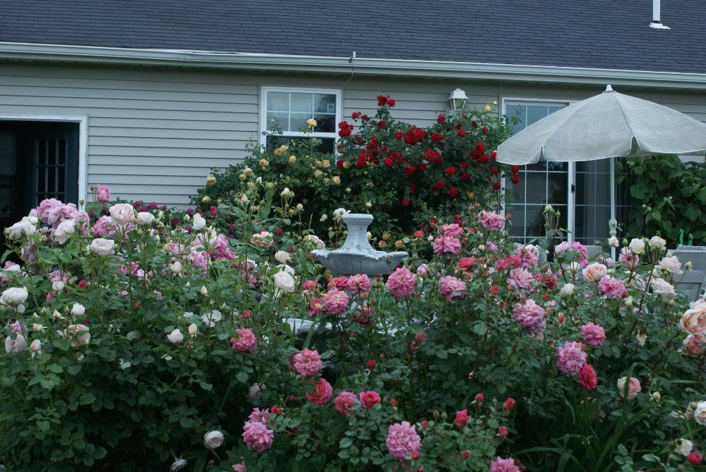 Spring Rose Garden Garden
