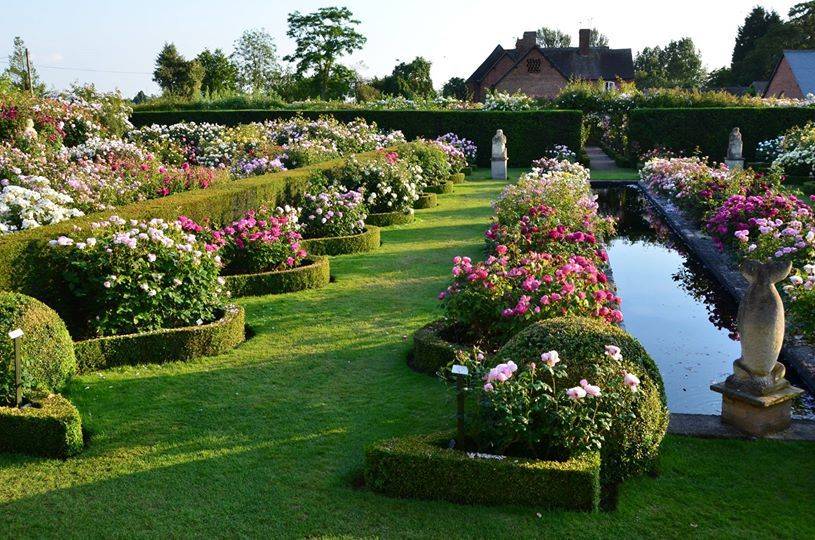 Cottage Garden Roses