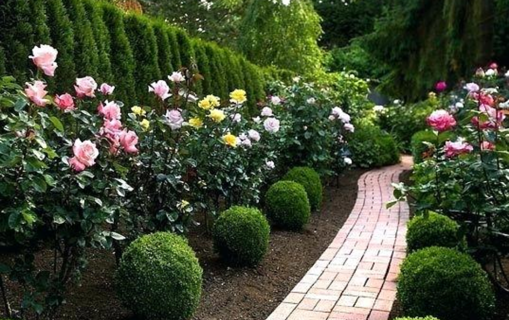 Amazing Backyard Rose Garden Ideas