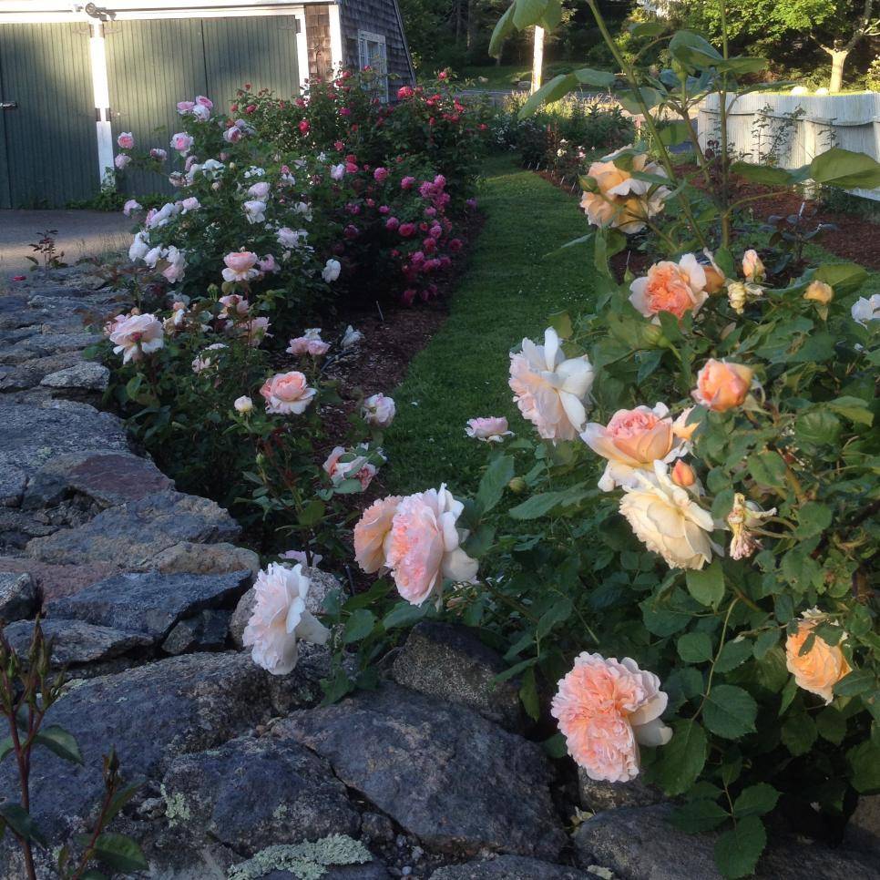 Rose Garden Design Ideas
