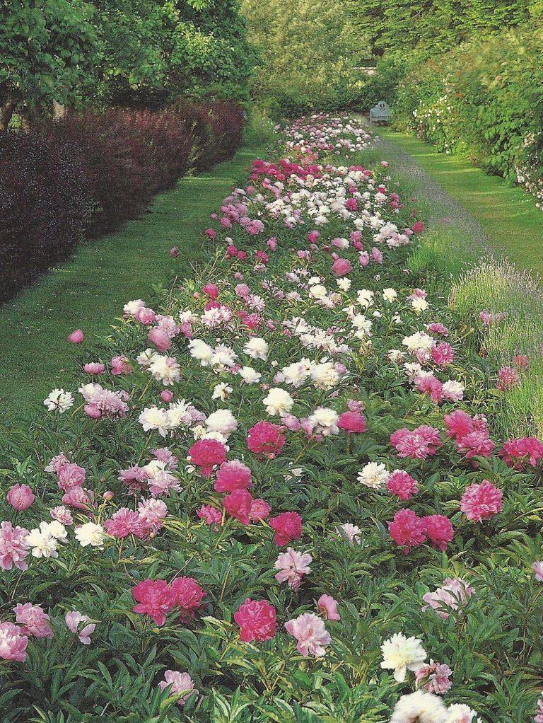 My Garden