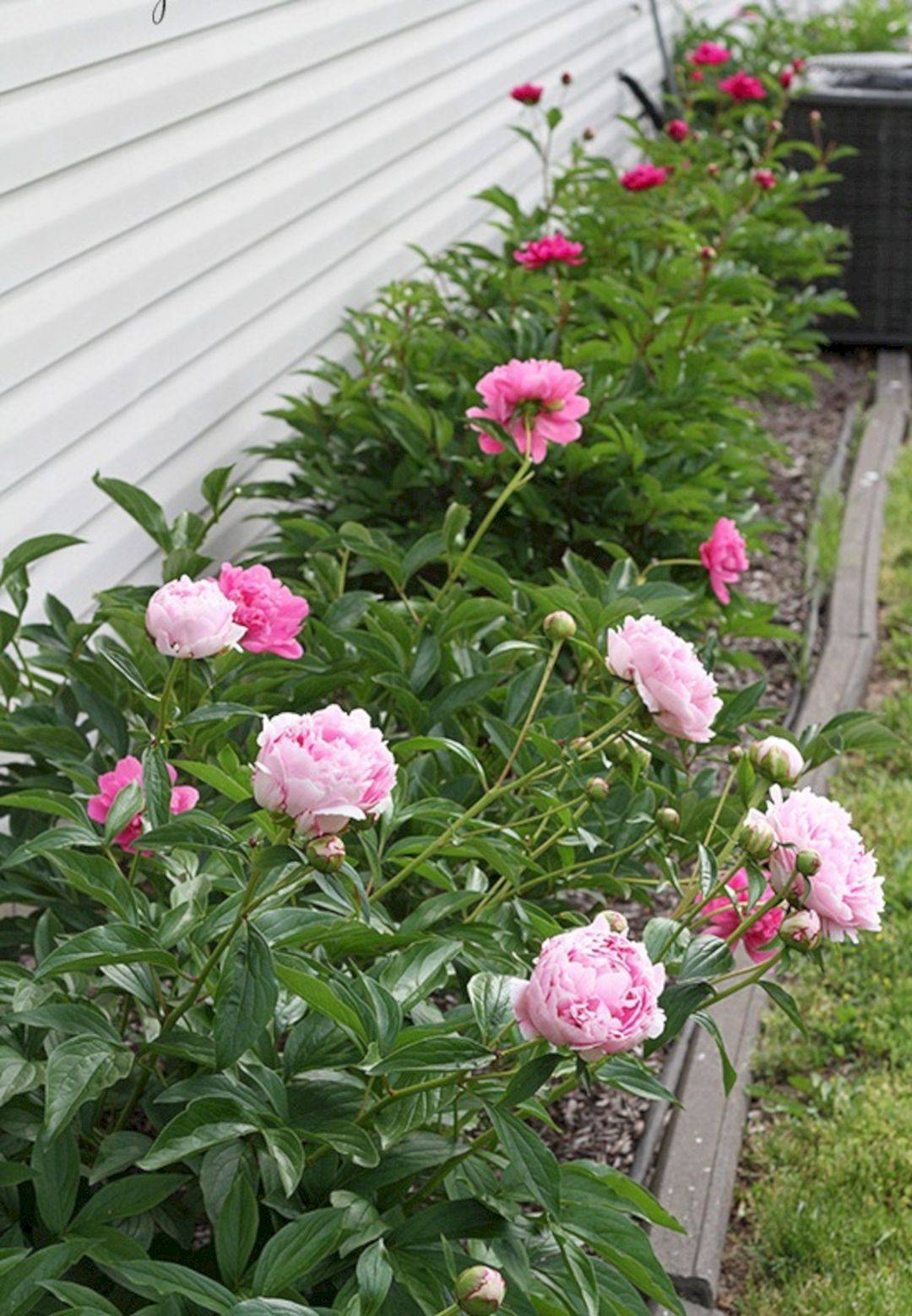 Marvelous Peony Garden Landscaping Ideas