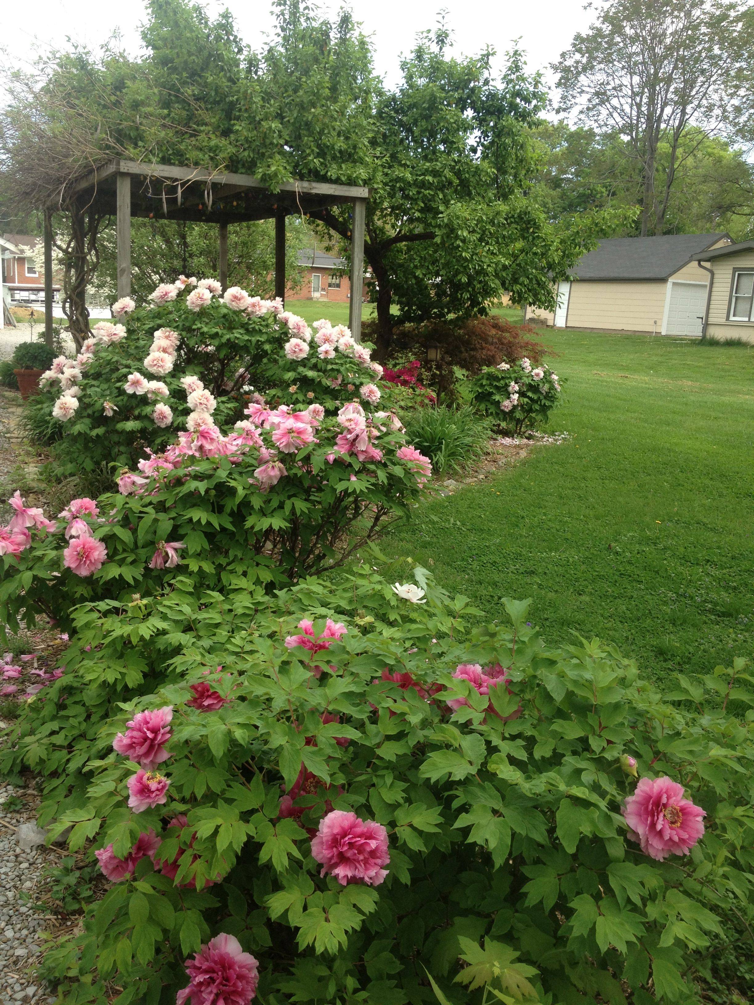 Peonies Flower Garden Design Idea