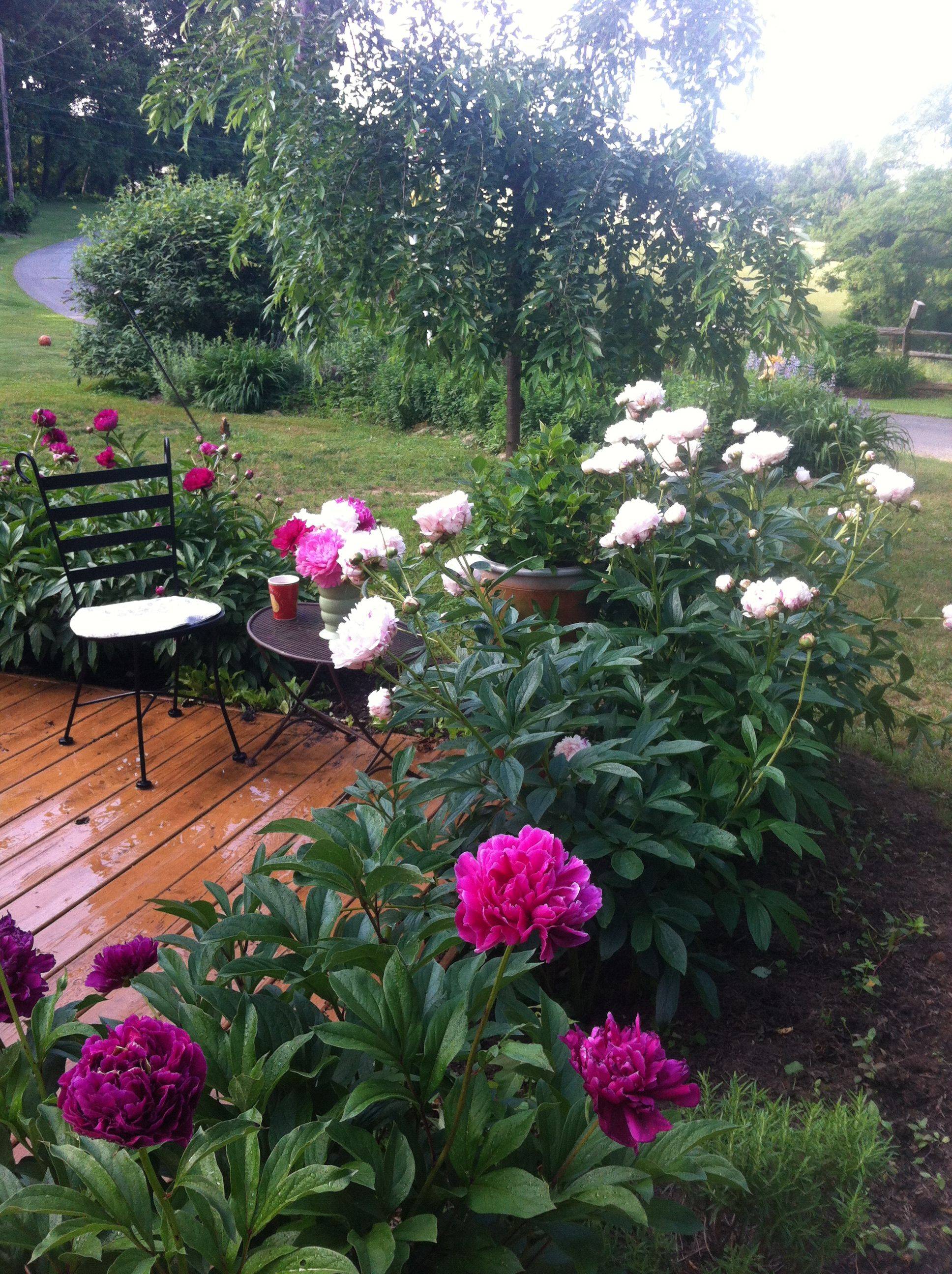 Gardening Ideas