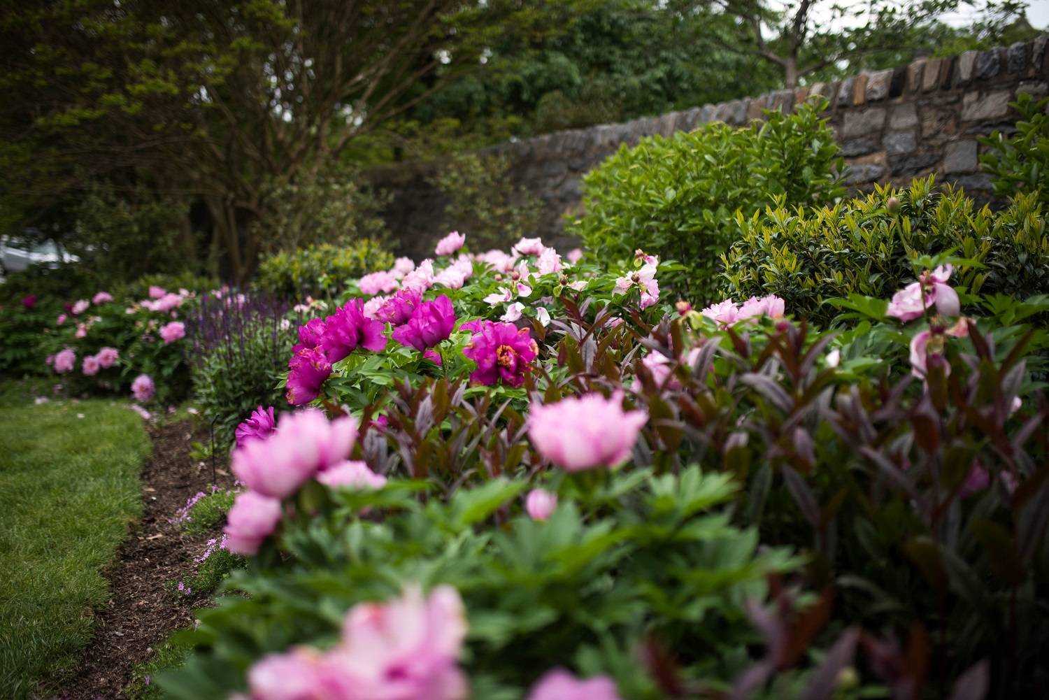 Southern Peony