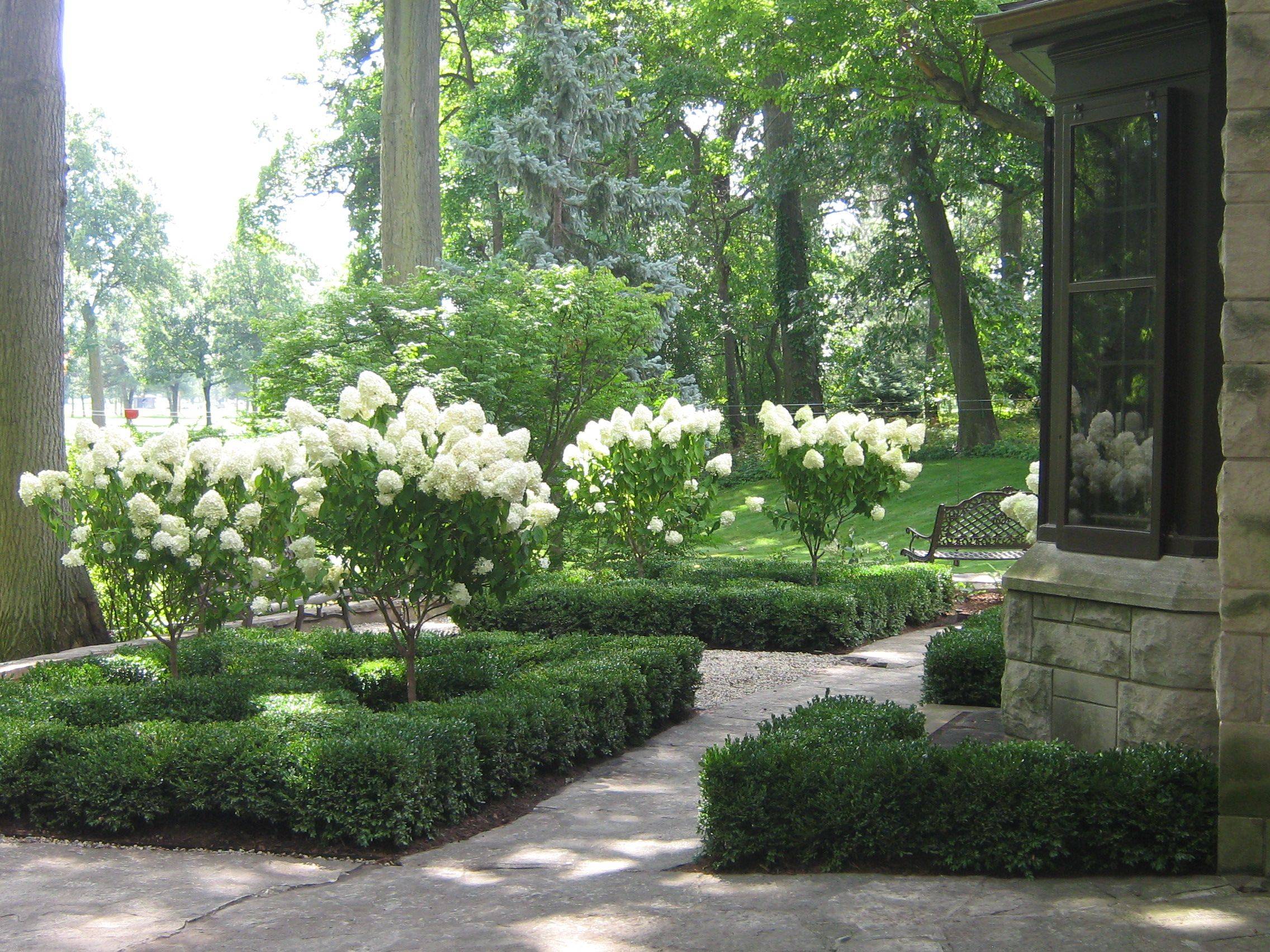 Hosta And Hydrangea Side Yard Ideas Boxwood Garden