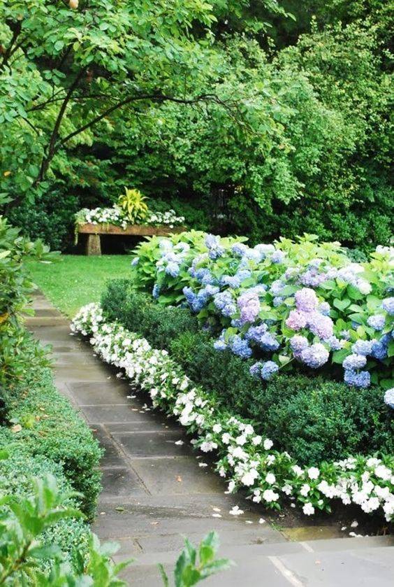 Hydrangea Hydrangea Landscaping