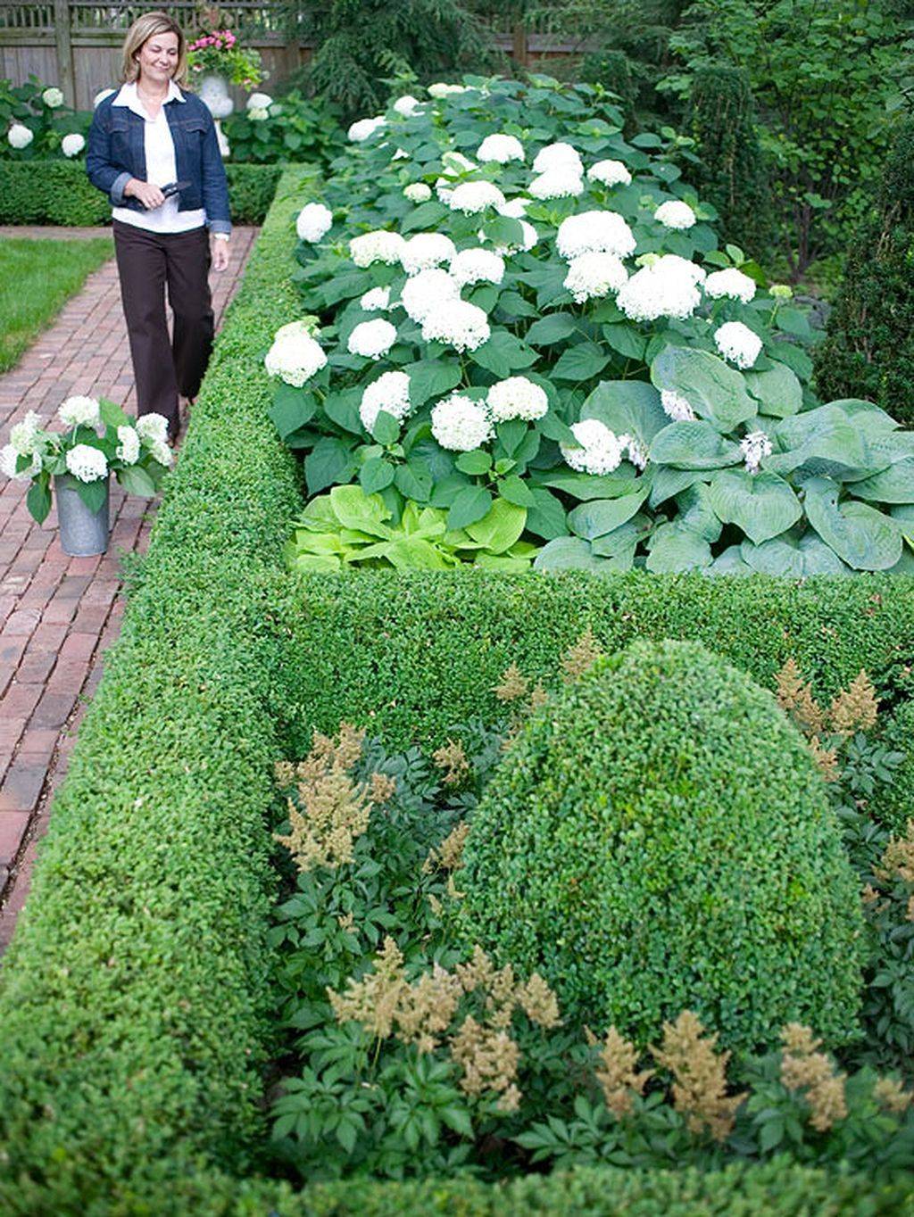 Boxwood Hydrangea