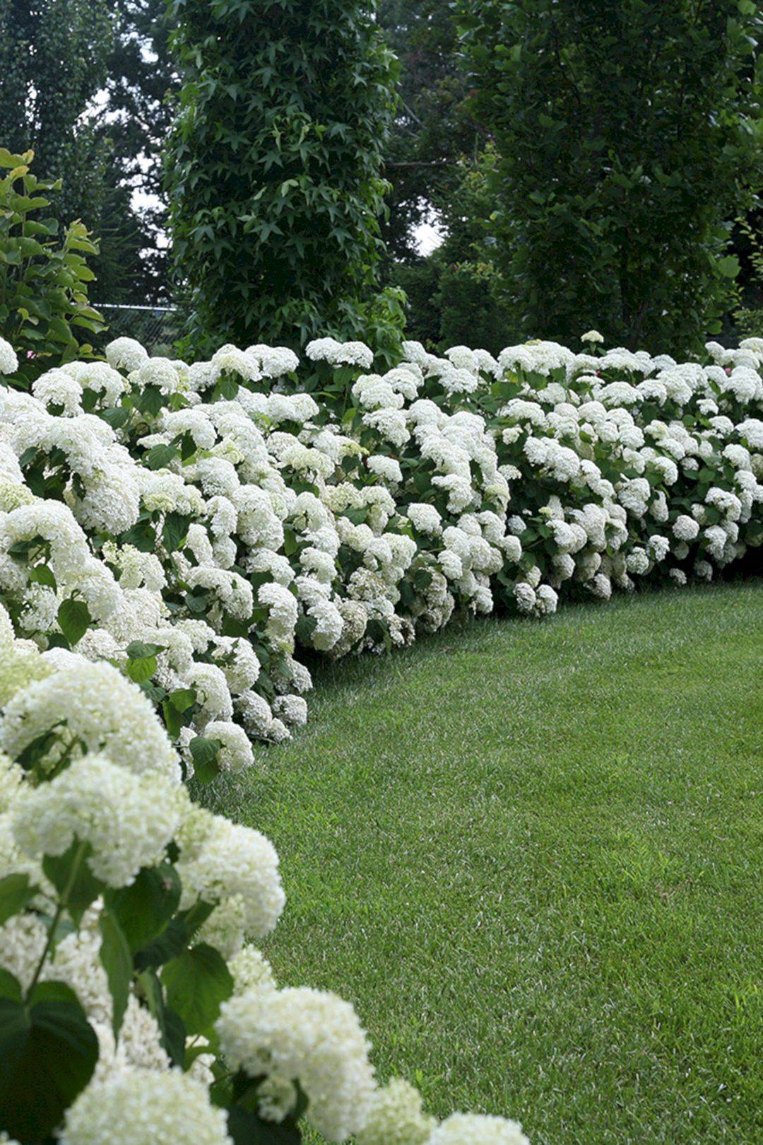 Nikko Blue Hydrangeas