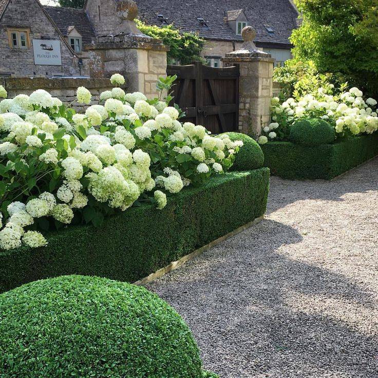 White Hydrangea Limelight