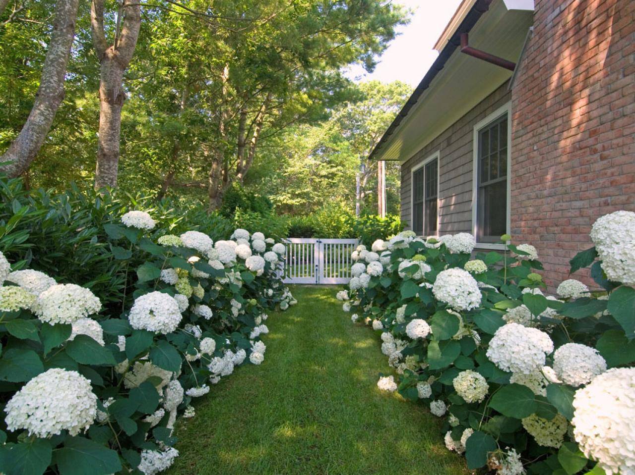 Blooming Hydrangea Flowers