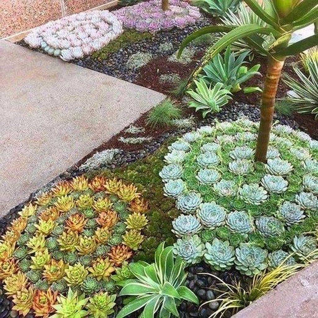 Awesome Succulent Front Yard Landscaping Ideas Magzhouse