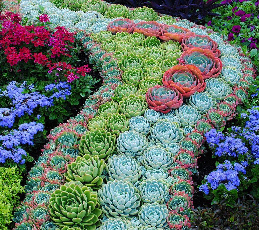 Best Succulent Garden Ideas