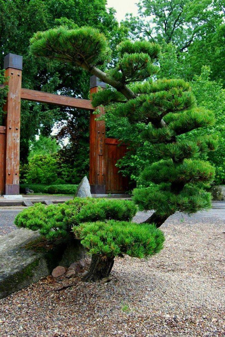Japanese Border Plants Japanese Garden
