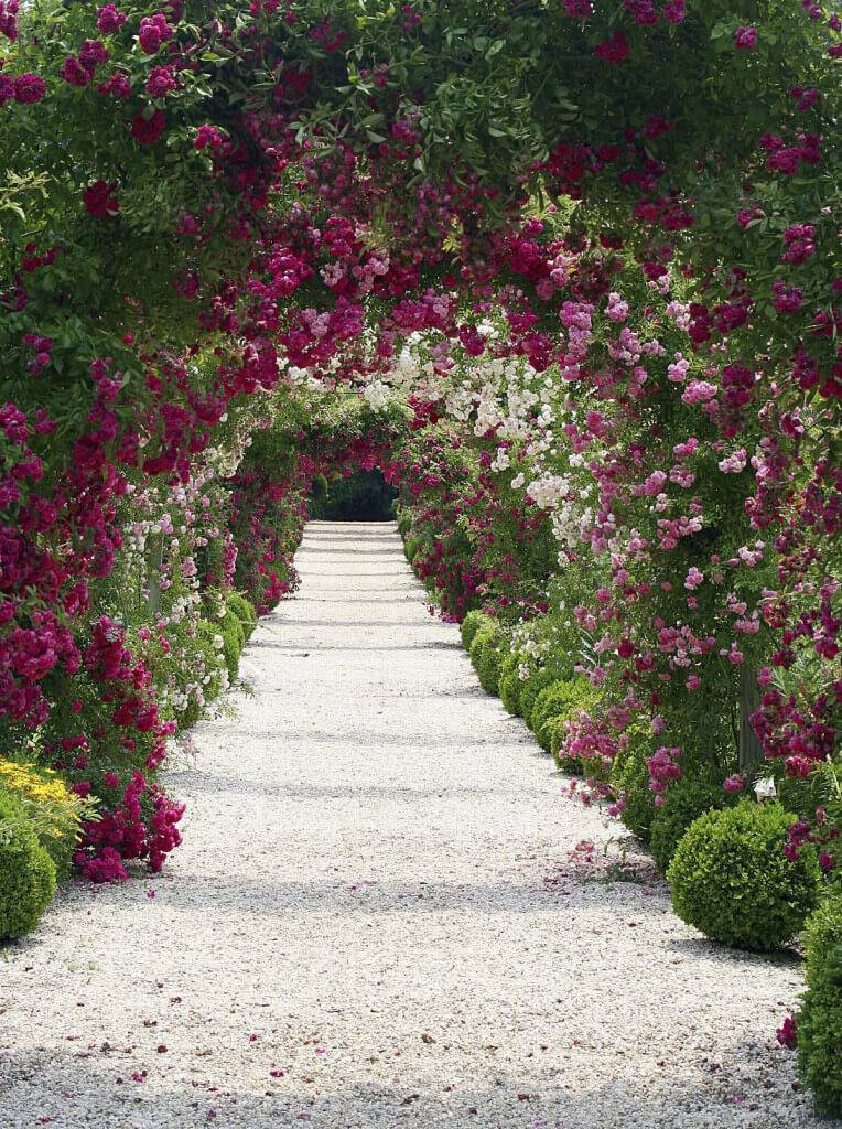 Amazing Backyard Rose Garden Ideas