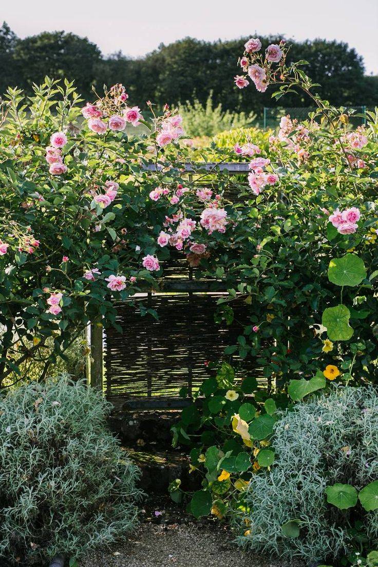 Our Top Pink Flowers