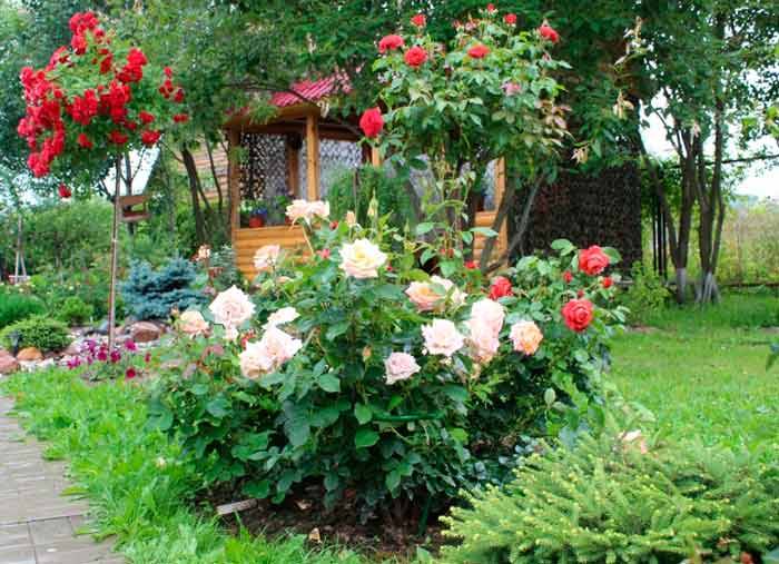 Rainbow Rose Garden Hgtv