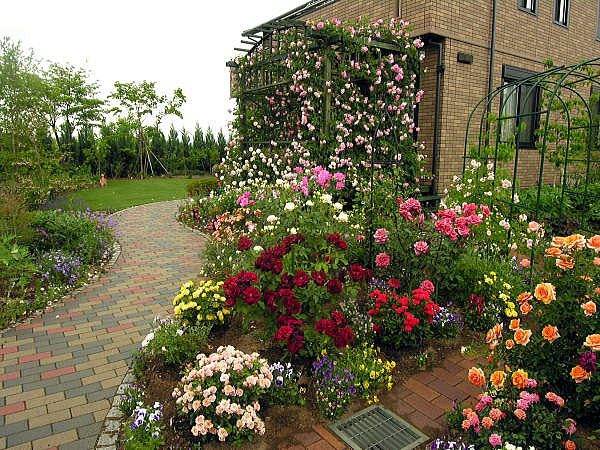 Rose Garden Free Stock Photo Public Domain Pictures