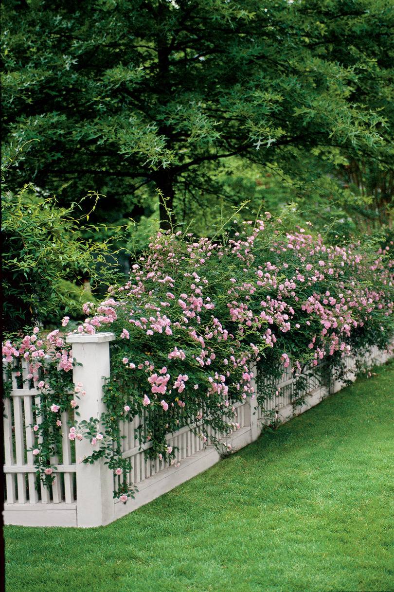 Picket Fences Gorgeous Gardens