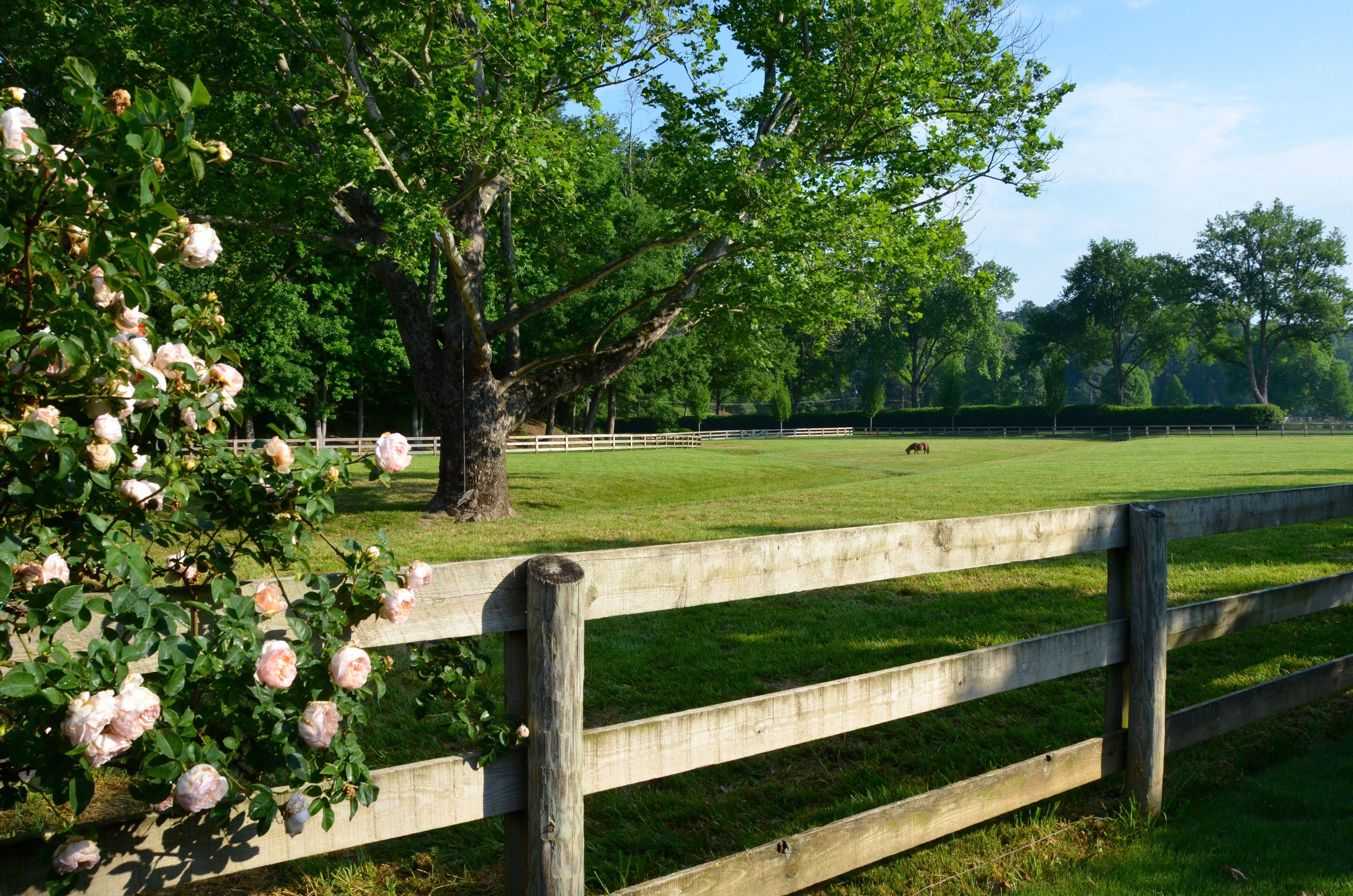 Red Eden Climbing Rose