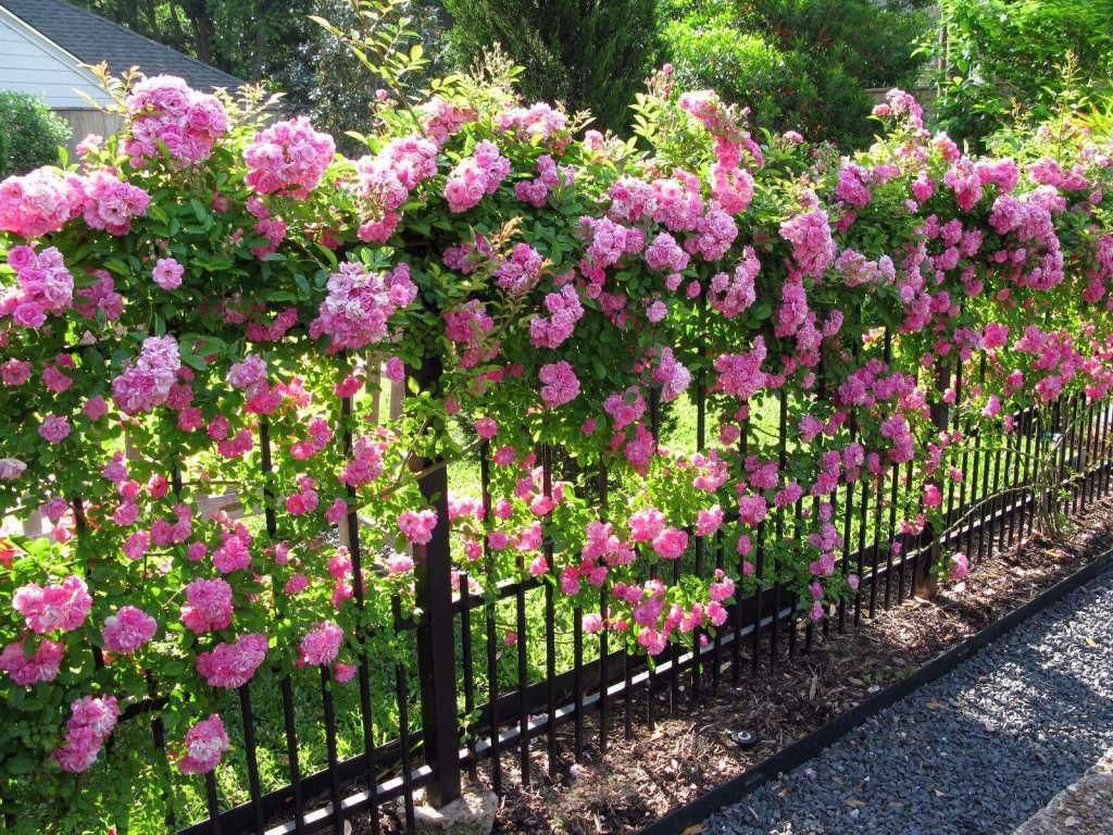 Garden Fence Paint
