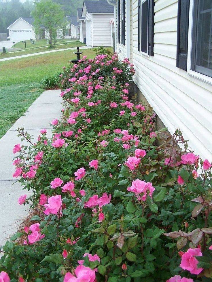 Amazing Backyard Rose Garden Ideas