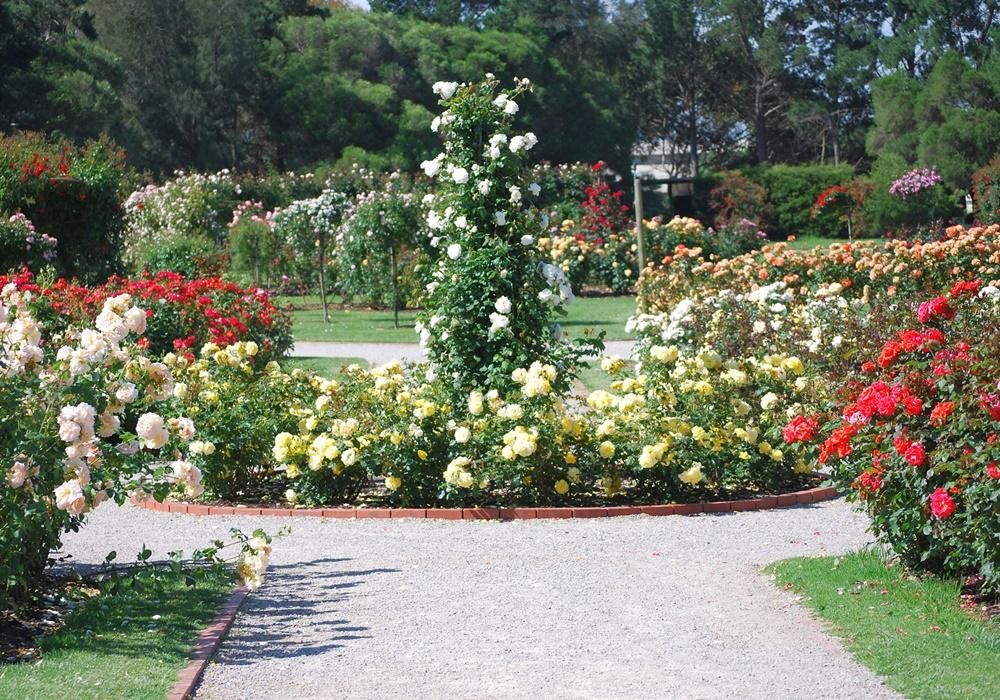 Outstanding Rose Garden Design Ideas