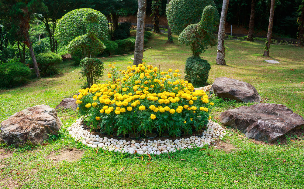 Garden Ideas