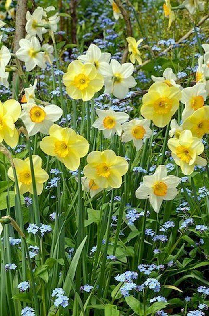 Daffodil Bulb Ideas